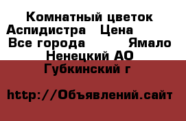 Комнатный цветок Аспидистра › Цена ­ 150 - Все города  »    . Ямало-Ненецкий АО,Губкинский г.